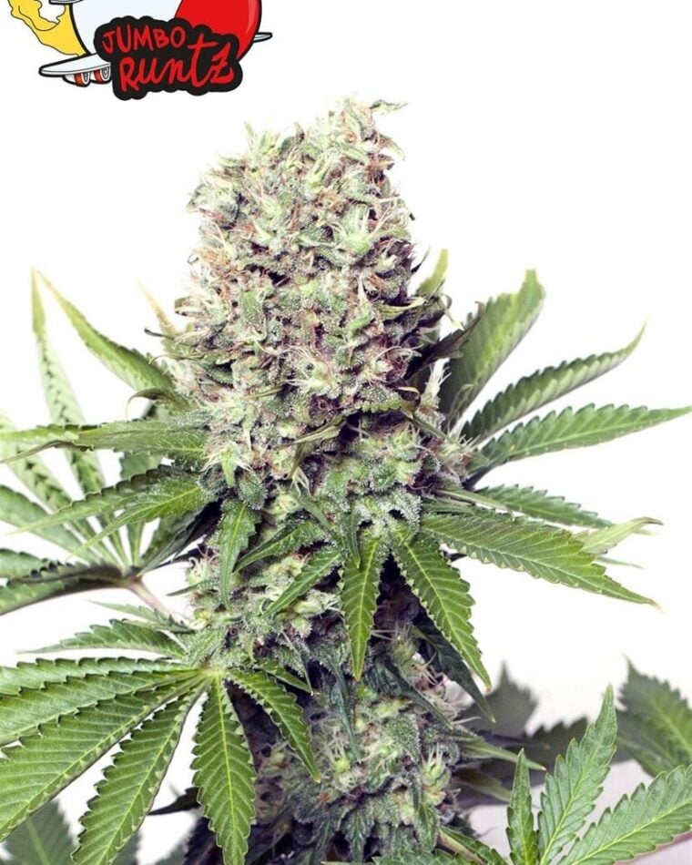 Jumbo Runtz from Yieldmonger Seeds