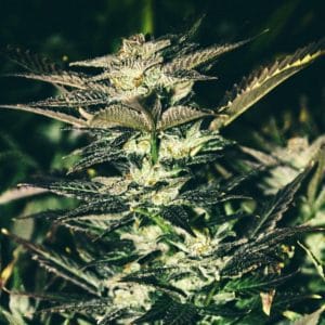 Jupiter OG Kush