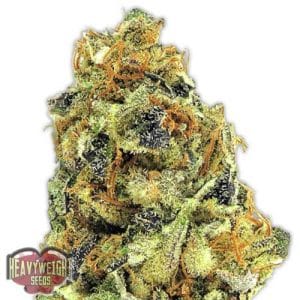 Image 1 of K.O.Kush cannabis by Heavyweight Seeds – Indica – Suited for indoor growing – 12/12 Photoperiod – Seed City