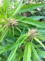 KC33 cannabis seeds – Citrus – 12/12 Photoperiod – Guaranteed female plants – image 1 from Seed City