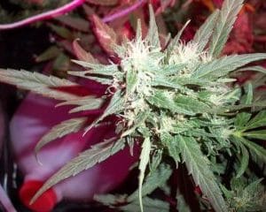 KC39 cannabis seeds – Hashy – Female seeds – Resistant to Pests – image 1 from Seed City