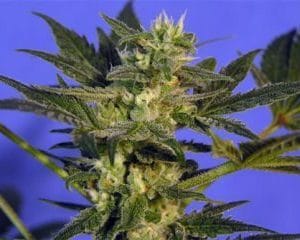 Image 1 of KC45 cannabis by KC Brains – 12/12 Photoperiod – Lemon – High Yielding – Seed City