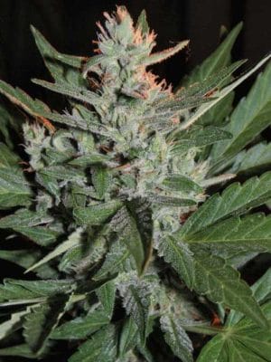 KO Crop Auto