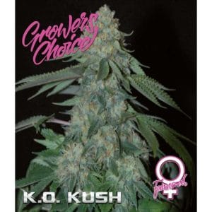 KO Kush