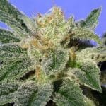 Kushage from TH Seeds