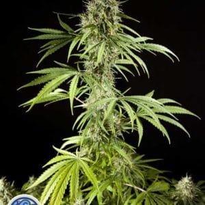 Large yield – 12/12 Photoperiod – Psychedelic – Easy Haze strain – image 1 – from Philosopher Seeds via Seed City