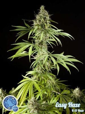 Easy Haze
