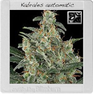 Kabrales Automatic
