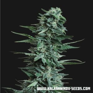 Kalashnikov Original by Kalashnikov Seeds – Feminized – Sativa-leaning – Outdoor – image 1 – Seed City