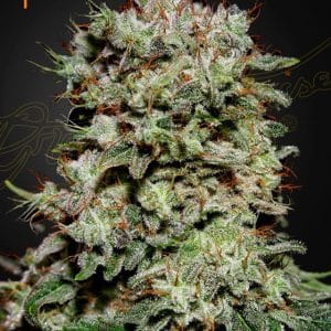 Kalashnikova cannabis seeds – The End of September – Feminized – 12/12 Photoperiod – image 1 from Seed City