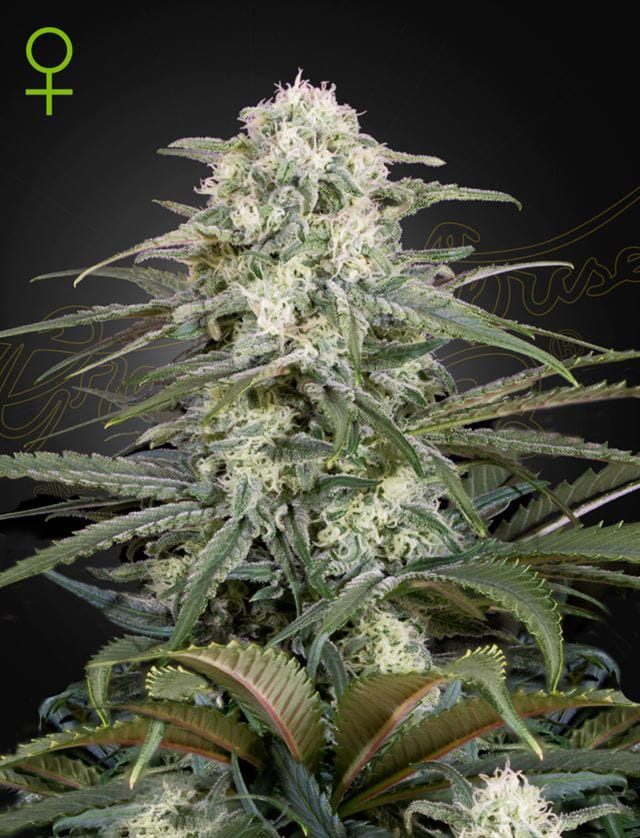 Image 1 of Kalashnikova Autoflowering cannabis by Green House Seeds – Fruity – Indoor – Female seeds – Seed City