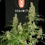 Image 3 of Kali Mist cannabis by Serious Seeds – Tall (140cm plus) – Uplifting – Outdoor – Seed City