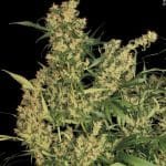 Image 4 of Kali Mist cannabis by Serious Seeds – Uplifting – Resistant to Mould – Sativa – Seed City