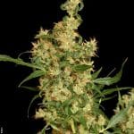 Kali Mist cannabis seeds – Sativa – 12/12 Photoperiod – Spicy – image 2 from Seed City