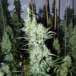 showing Spicy – Beginning of November – Sativa – image 1 – Seed City