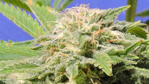 Kali AK by Original Sensible Seeds – 12/12 Photoperiod – Sativa Dominant – Sweet – image 1 – Seed City