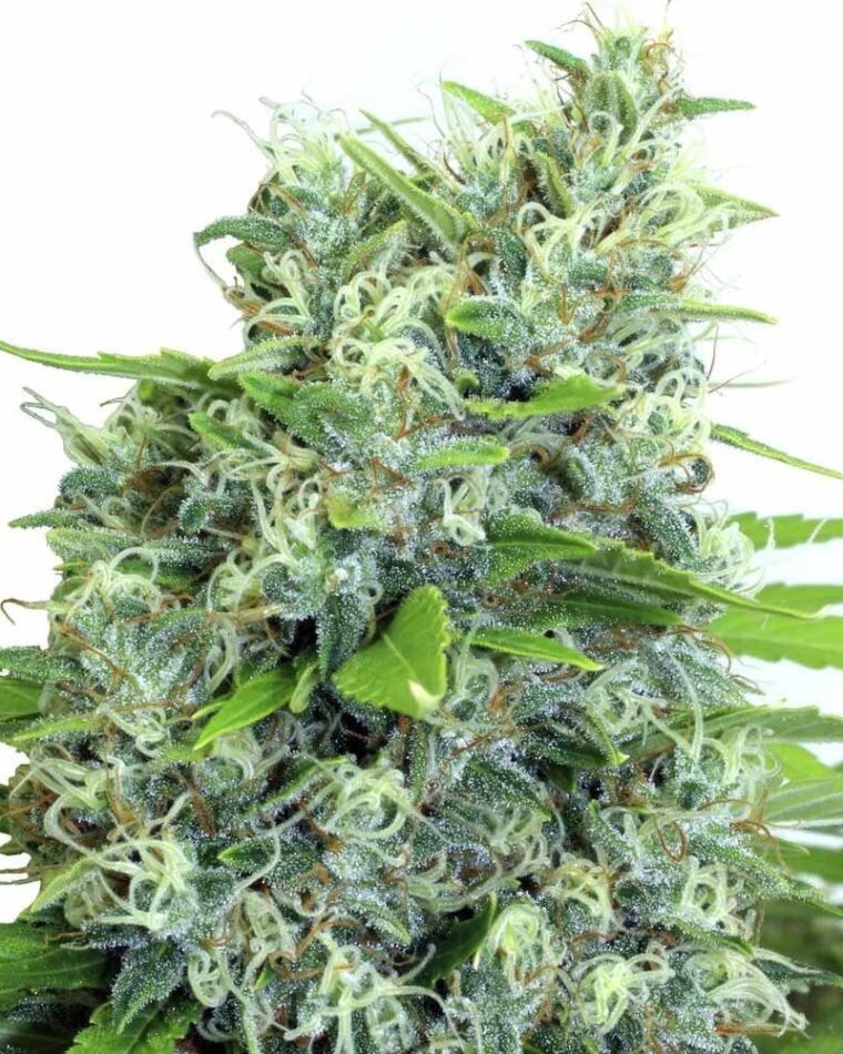 Kali Bubba cannabis seeds – Regular – 12/12 Photoperiod – Sativa Dominant – image 1 from Seed City