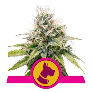 Fuel – Outdoor – Relaxing – Kali Dog strain – image 1 – from Royal Queen Seeds via Seed City