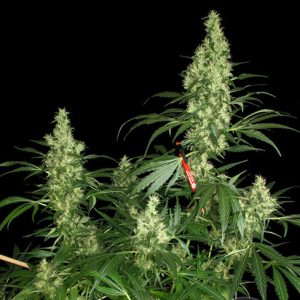 Kali Mist from Serious Seeds