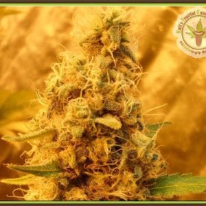 Jack Mist Tree cannabis seeds – Feminized – 12/12 Photoperiod – Sativa Dominant – image 1 from Seed City