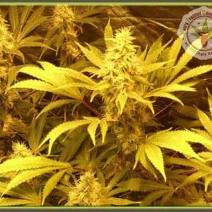 Kali and the Chocolate Factory cannabis – image 1 – Seed City