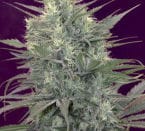 showing Minty – 12/12 Photoperiod – Tall (140cm plus) – image 1 – Seed City