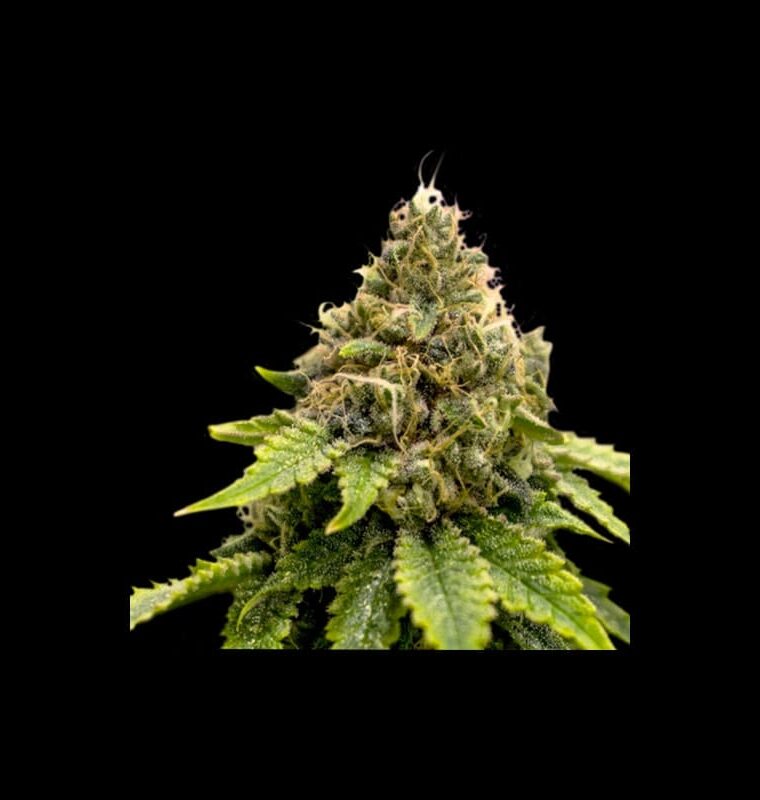 12/12 Photoperiod – Metallic – Super Strength – Karels Dank strain – image 1 – from Super Sativa Seed Club via Seed City
