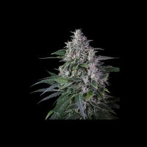 Karels Haze