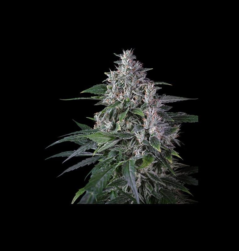 Sativa-leaning – Creative – Super Strength – Karels Haze strain – image 1 – from Super Sativa Seed Club via Seed City