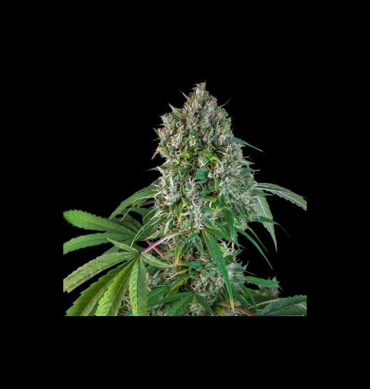 Karels Herer Haze cannabis seeds – Regular – Citrus – Super Strength – image 1 from Seed City