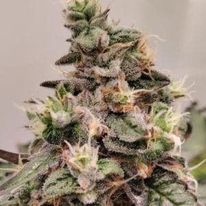 Kashmir from Ace Seed bank