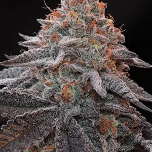 Kashmir Black cannabis seeds – Low THC – 12/12 Photoperiod – High Yielding – image 1 from Seed City