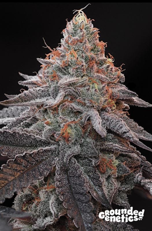 Kashmir Black cannabis seeds – Low THC – 12/12 Photoperiod – High Yielding – image 1 from Seed City
