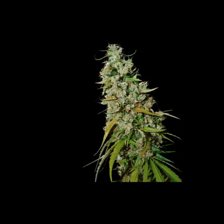 Indoor – Regular – Super Strength – Kees Old School Haze strain – image 1 – from Super Sativa Seed Club via Seed City