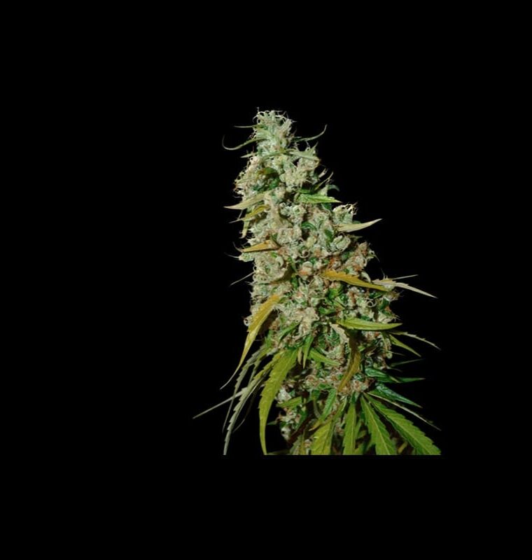 Indoor – Regular – Super Strength – Kees Old School Haze strain – image 1 – from Super Sativa Seed Club via Seed City