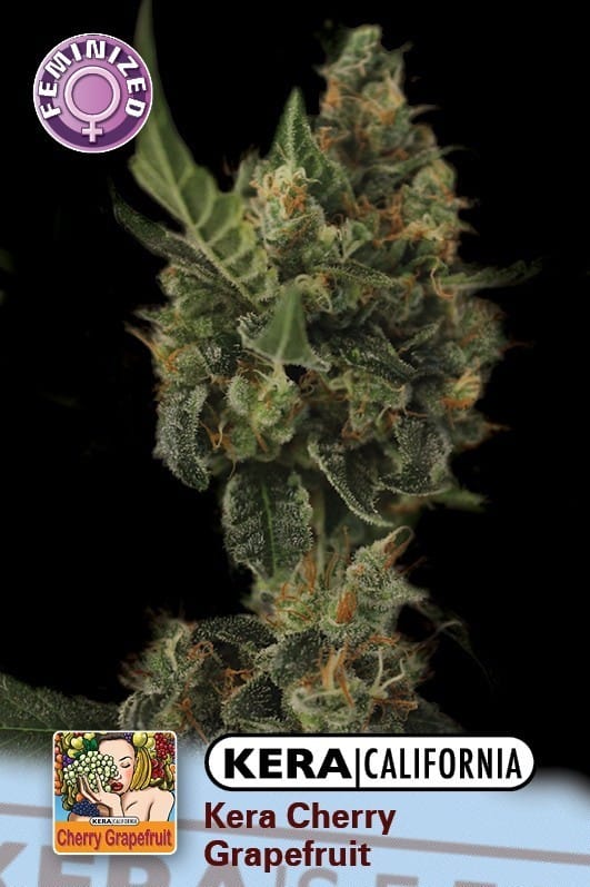 Kera California - Cherry Grapefruit by Kera Seeds – Indoor – High Yielding – Beginning of October – image 1 – Seed City