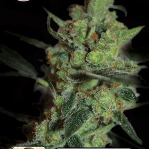Kera California - California Nugget cannabis seeds – Indoor-friendly – Mostly Sativa – Relaxing – image 1 from Seed City