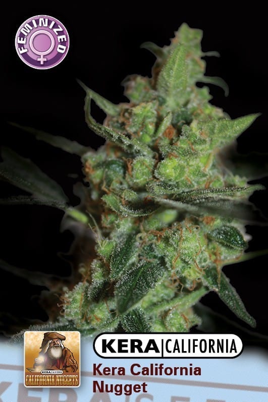 Kera California - California Nugget cannabis seeds – Indoor-friendly – Mostly Sativa – Relaxing – image 1 from Seed City