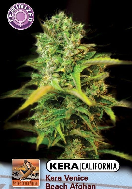 Kera California - Venice Beach Afghan cannabis – image 1 – Seed City