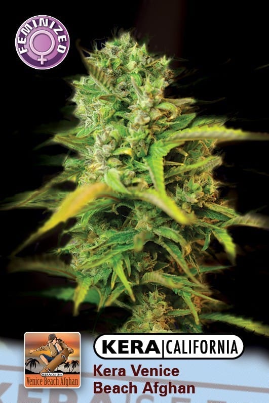 Kera California - Venice Beach Afghan cannabis – image 1 – Seed City