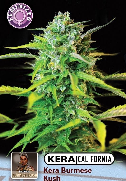 Kera California - Burmese Kush by Kera Seeds – Relaxing – Female seeds – Indoor – image 1 – Seed City