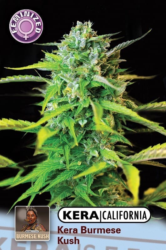 Kera California - Burmese Kush by Kera Seeds – Relaxing – Female seeds – Indoor – image 1 – Seed City