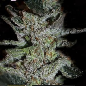 Kera California - LA Widow from Kera Seeds