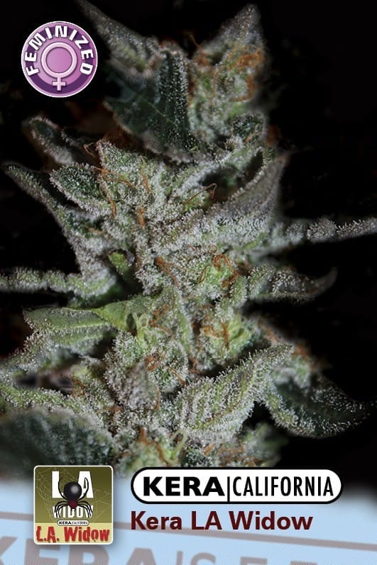 Kera California - LA Widow from Kera Seeds