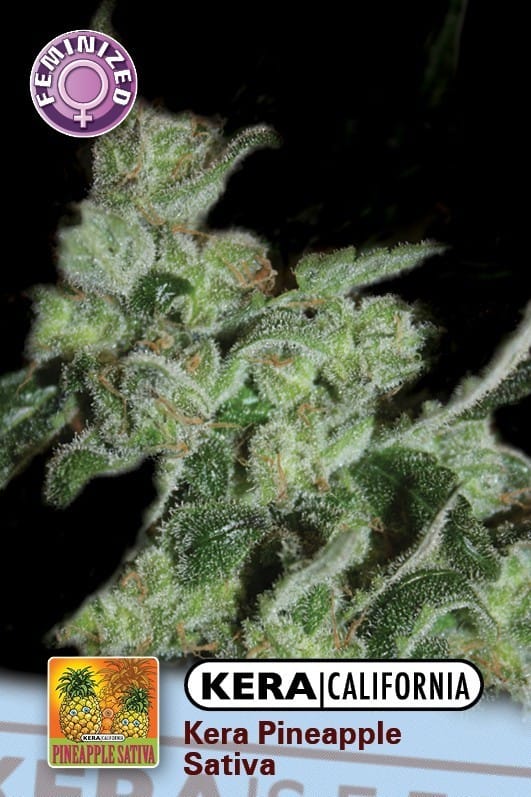 Kera California - Pineapple Sativa cannabis – image 1 – Seed City
