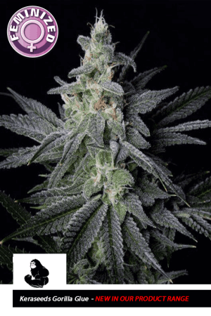 Kera California – Gorilla