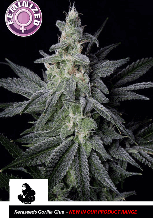 Kera California - Gorilla cannabis seeds – Middle of October – Indica-heavy – Female seeds – image 1 from Seed City