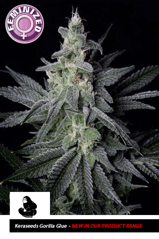 Kera California - Gorilla cannabis seeds – Middle of October – Indica-heavy – Female seeds – image 1 from Seed City