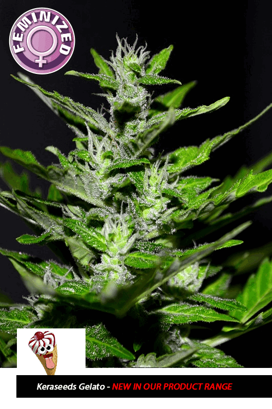Kera California - Gelato cannabis – image 1 – Seed City