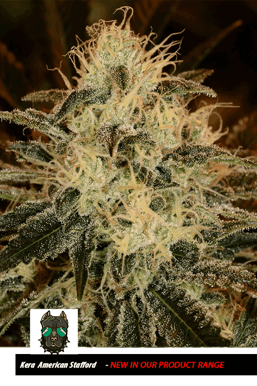 Kera California - American Stafford cannabis – image 1 – Seed City
